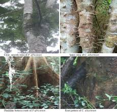 Image result for Cathormion