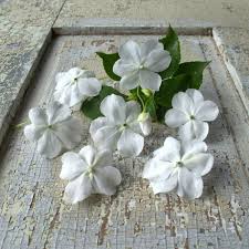 Image result for Impatiens shirensis