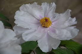 Delightful Plants | Deborah Silver & Co.