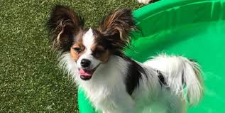 Check spelling or type a new query. The Pet Hospital Of Madison Featured Project K9grass By Foreverlawn