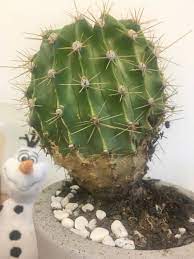 Typically, a dying cactus feels shakier in its potting mix and may appear as though it wants to fall off. Cactus And Succulents Forum Is My Cactus Dying And What Should I Do Garden Org