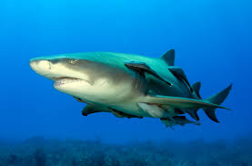 Requin Citron Wikipedia