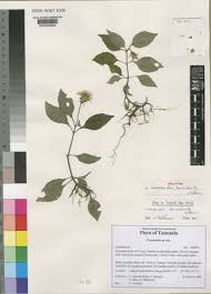 Image result for Ficalhoa laurifolia