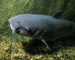 The famous ones include the wels catfish of eurasia and mekong giant catfish from southeast asia. Top 10 Mekong Giant Catfish Facts Rainforest Cruises
