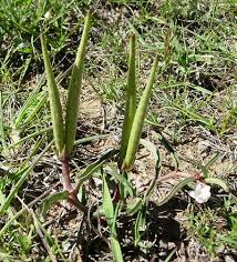 Image result for Cyphia brachyandra