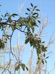 Image result for Maerua angolensis