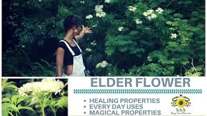 Check spelling or type a new query. Elderflower Therapeutic And Magical Properties Youtube