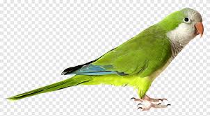 monk parakeet parrot bird cockatiel graphy parrot animals parakeet png pngegg monk parakeet parrot bird cockatiel