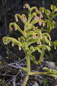 Image result for Lycopodiella cernua