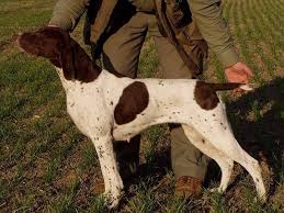 Image result for německý ohař drátosrstý stavba těla