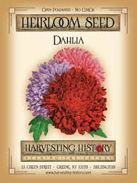 Purple (pr) variegated (v) white (w). Shop Cactus Dahlia Blackberry Ripple And Other Seeds At Harvesting History