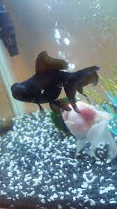India's coronavirus doctors report 'black fungus' infections among some patients. Black Moor Has Fuzzy White Growth My Aquarium Club