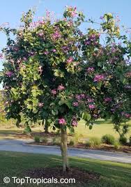 A few are terrestrial but they also thrive on low nutrient media. Bauhinia Blakeana Hong Kong Orchid Tree Toptropicals Com
