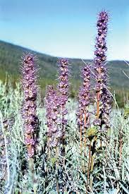 Image result for Geigeria brevifolia