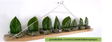 If you see new stems popping up from the soil next to the mother plant, that means yours is ready to take apart. Zz Plant Zanzibar Gem Propagation Care And Decor Ideas Photos Facebook