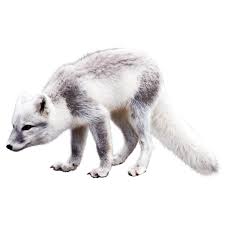 Arctic Fox Png Image With Transparent Background Png Images Arctic Fox Stock Images Free