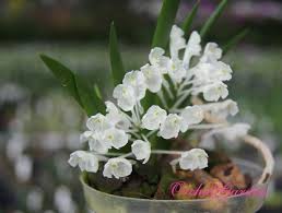 Image result for Podangis dactyloceras