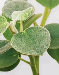Image result for Ceropegia incana