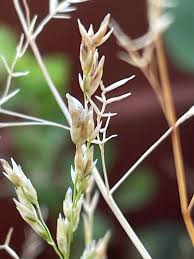 Image result for Eragrostis plana