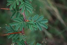 Image result for Acacia gerrardii