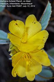 Image result for Melhania forbesii