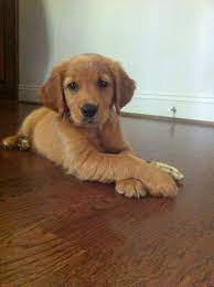 Golden retriever puppies are also known to shed on furniture and slobber on things like shoes and tv remotes. Pin On Golden Retrievers