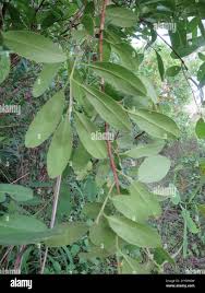 Image result for Hymenocardia