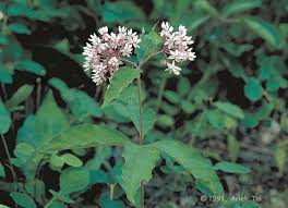 Asclepias Quadrifolia Four Leaved Milkweed I Need To Try And Get Seed For This One Likes Woodland Areas And Is Native To O Asclepias Shade Plants Milkweed