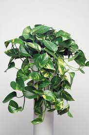 Low light doesn't mean no light. 10 Of The Best Low Light Indoor Plants And How To Grow Them Better Homes And Gardens