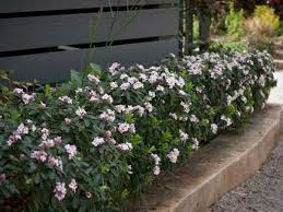 Daphne Daphne X Transatlantica Eternal Fragrance Plants Under Trees Plants Perennial Shrubs