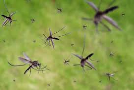 No longer do you need to be reminded that you received extermination by a nasty, lingering odor. Spencer Pest Servicesearly Preparation For Spring Mosquitoes In South Carolina Spencer Pest Services