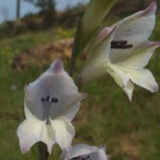 Image result for Gladiolus permeabilis