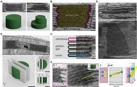 How To Measure Grana Ultrastructural Features Of Thylakoid Membranes Of Plant Chloroplasts Plant Science Frontiers