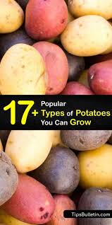 Red thumb (waxy) fingerling with a bright red skin and pink flesh. Potato Varieties Learn About Different Types Of Potatoes