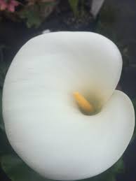 Image result for Zantedeschia aethiopica