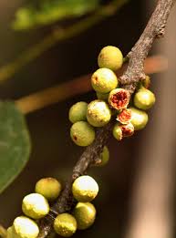 Image result for Ficus ingens