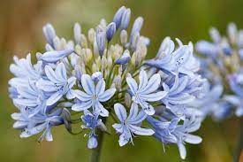 Agapanthus Luly Is A Particularly Charming African Lily With Striking Rounded Clusters Of Pale Blue Star Shaped Flowers African Lily Agapanthus Lily Plants