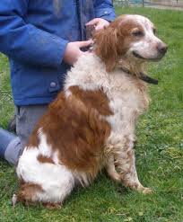 Apollon Type Croise Epagneul Breton Aux Tertres Aube Tel 03 25 81 17 83 Epagneul Breton Chiot Epagneul Breton Epagneul