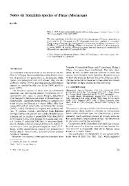 Image result for Ficus scassellatii