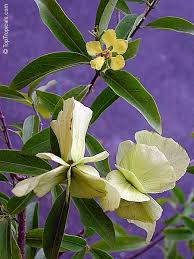 Mascagnia macroptera, callaeum macropterum, gallinita (yellow orchid vine, butterfly pea vine) malpighiaceae. Mascagnia Macroptera Butterfly Pea Vine Yellow Orchid Vine Gallinita Toptropicals Com