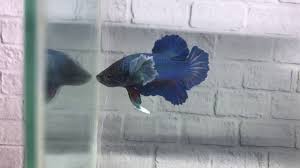 Betabeta is a japanese onomatopoeia for sticky or clinging. Ikan Cupang Ikan Hias Ikan Laga Laga Ikan Beta Betta Youtube