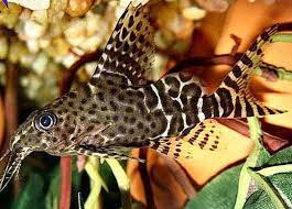 Synodontis Nigriventris Another Upside Down Catfish Species Upside Down Catfish Beautiful Fish Catfish