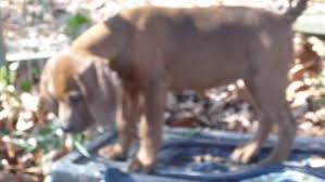 We did not find results for: Redbone Coonhound For Sale Missouri