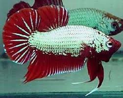 The siamese fighting fish (betta splendens), also known as the betta, is a freshwater fish native to thailand (formerly siam) and present in neighboring cambodia, laos, malaysia, indonesia. Plakat Betta Fighting Fish The Aquarium Factory