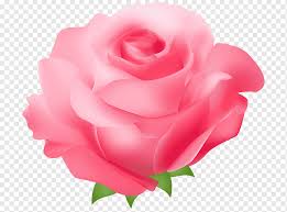 Check spelling or type a new query. Rose Pink Gratis Mawar Pink Floribunda Bunga Magenta Png Pngwing