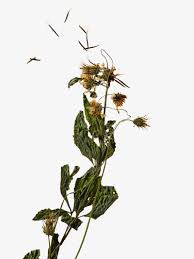 Image result for Bidens pilosa