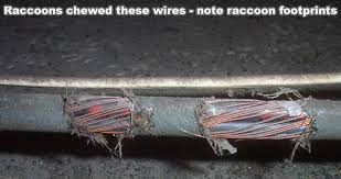 What does electrician's general liability insurance cover? Do Raccoons Chew On Wires In My Attic
