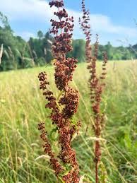 Image result for Rumex crispus