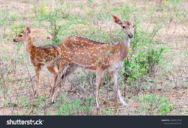 Stock Photo and Image Portfolio by Chanaka sisira kumara | Shutterstock