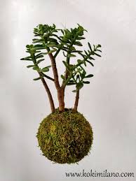 Secured payments · up to 80% discount · free shipping worldwide Pin On Crassula Bonsai